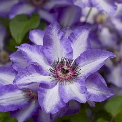 Клематис МОНИНГ СКАЙ  Клематис МОНИНГ СКАЙ в Балашихе