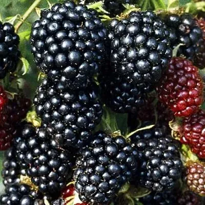 Ежевика ЭВЕРГРИН бесшипная  Ежевика ЭВЕРГРИН бесшипная в Балашихе