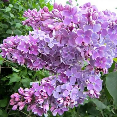 Сирень ОЛЯ  Сирень ОЛЯ в Балашихе