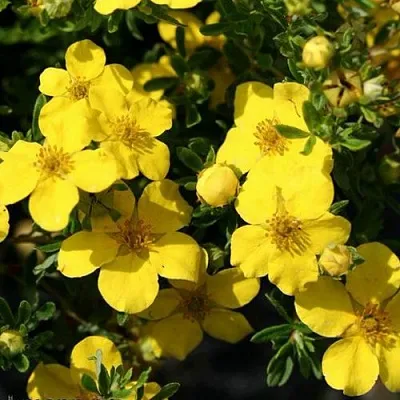 Лапчатка ХАКМАНС ГИГАНТ кустарниковая  Лапчатка ХАКМАНС ГИГАНТ кустарниковая в Балашихе