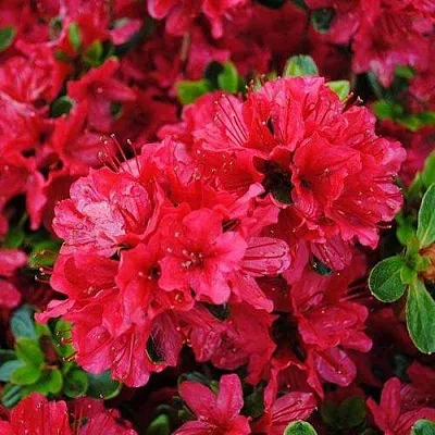 Азалия ХИНО КРИМСОН японская  Азалия ХИНО КРИМСОН японская в Балашихе