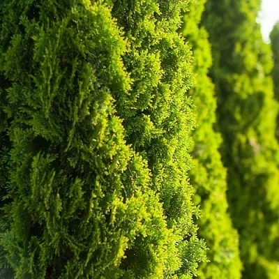 Туя в Балашихе