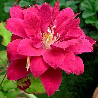 клематис Ред Стар клематис Ред Стар