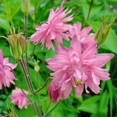 Аквилегия БАРЛОУ ПИНК гибрид МакКаны — описание сорта Аквилегия БАРЛОУ ПИНК гибрид МакКаны в Балашихе