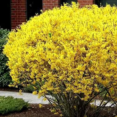 Форзиция ЛИНВУД  Форзиция ЛИНВУД в Балашихе