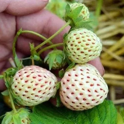 Клубника АНАНАСА ремонтантная — описание сорта Клубника АНАНАСА ремонтантная в Балашихе