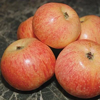 Яблоня КОНФЕТНОЕ  Яблоня КОНФЕТНОЕ в Балашихе