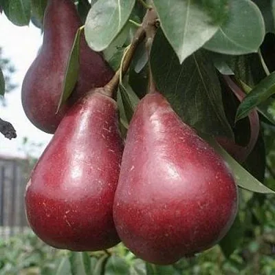 Груша СТАРКРИМСОН  Груша СТАРКРИМСОН в Балашихе