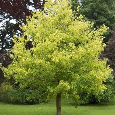 Клен ясенелистный  Клен ясенелистный в Балашихе