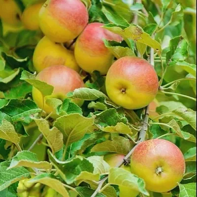 Яблоня ПАМЯТЬ БЛЫНСКОГО колонновидная  Яблоня ПАМЯТЬ БЛЫНСКОГО колонновидная в Балашихе