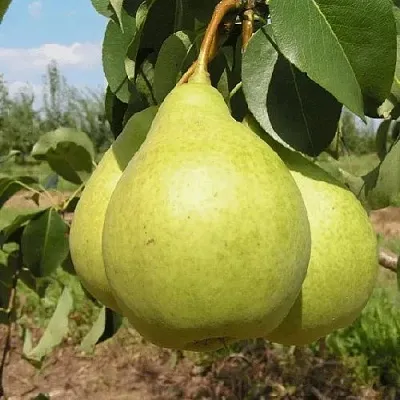 Груша МЕДОВАЯ колонновидная  Груша Медовая Колонновидная в Балашихе