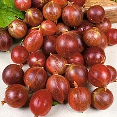 Крыжовник ОЛАВИ (ХИННОНМАЕН ПУНАЙНЕН) в Балашихе