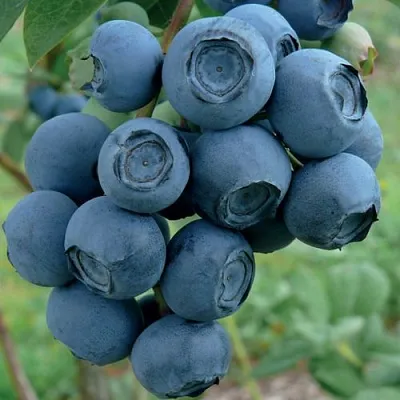 Голубика РУБЕЛ  Голубика РУБЕЛ в Балашихе