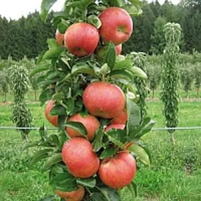 Яблоня ЯНТАРНОЕ ОЖЕРЕЛЬЕ колонновидная  Яблоня ЯНТАРНОЕ ОЖЕРЕЛЬЕ колонновидная в Балашихе