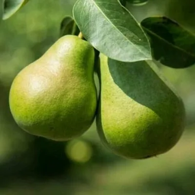 Груша Г-1 колонновидная  Груша Г-1 колонновидная в Балашихе