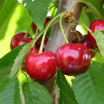 Черешня 15-26-5  Черешня 15-26-5 в Балашихе