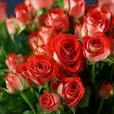 Саженцы роз ЗОДИАК спрей в Балашихе