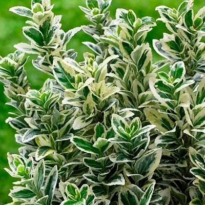 Бересклет в Балашихе