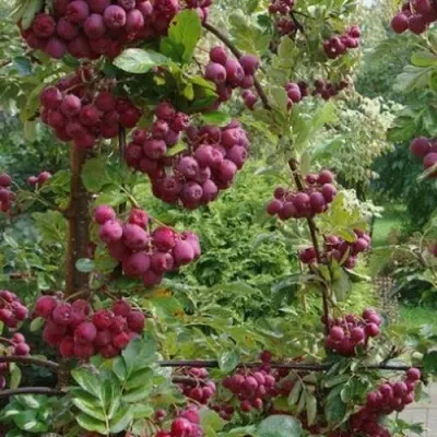 Рябина ДЕСЕРТНАЯ МИЧУРИНА сладкоплодная в Балашихе