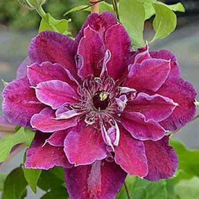 Клематис МАЙ БЬЮТИ  Клематис МАЙ БЬЮТИ в Балашихе