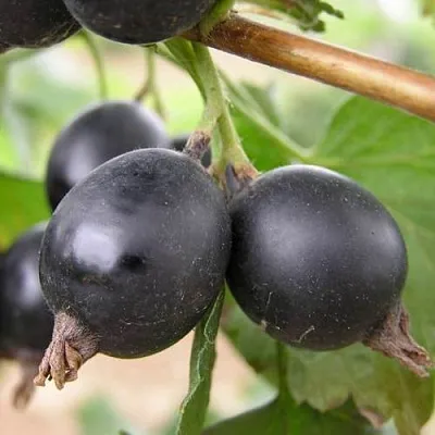 ЙОШТА  ЙОШТА в Балашихе