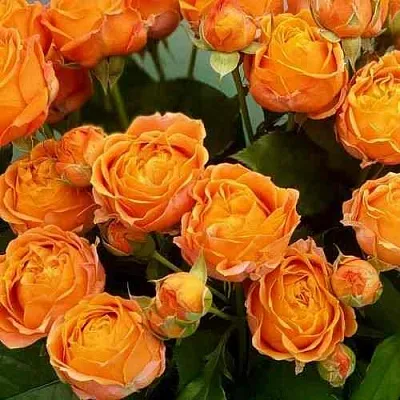 Саженцы роз КОРАЛ БАБЛС спрей в Балашихе