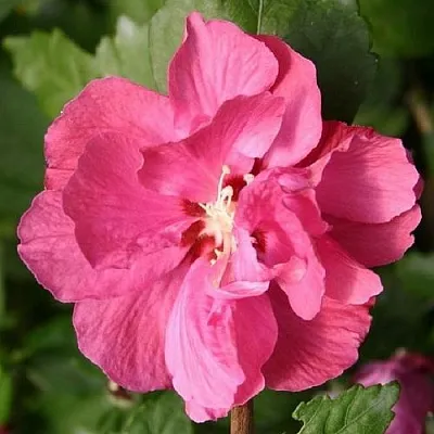 Гибискус ДЮК ДЕ БРАБАНТ сирийский  в Балашихе