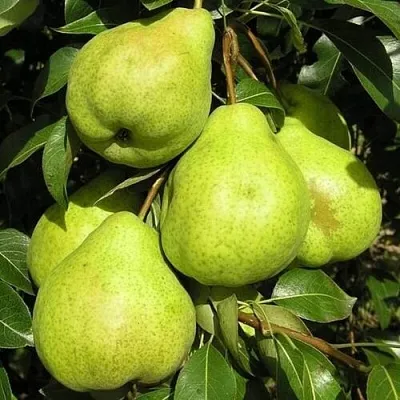 Груша АВГУСТОВСКАЯ РОСА  Груша АВГУСТОВСКАЯ РОСА в Балашихе