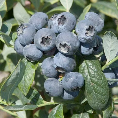 Голубика БРИГИТТА  Голубика БРИГИТТА в Балашихе