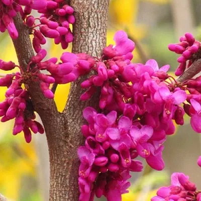 Церцис в Балашихе