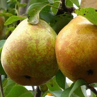 Груша БЕЛОРУСКА  Груша БЕЛОРУСКА в Балашихе