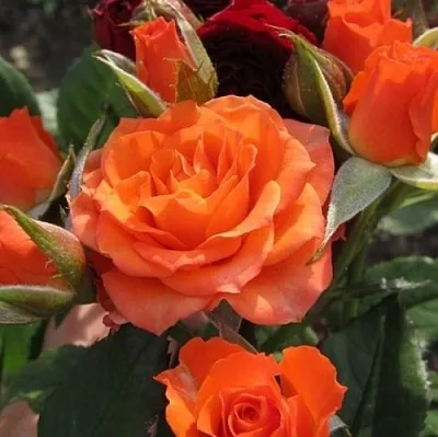 Саженцы роз АЛЕГРИЯ спрей  Саженцы роз АЛЕГРИЯ спрей в Балашихе