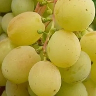 Виноград ТАЛИСМАН в Балашихе