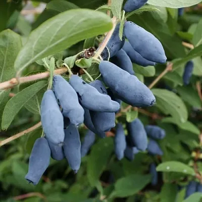 Жимолость съедобная ТОМИ японская в Балашихе