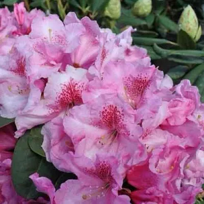 Рододендрон КЛАУДИУС в Балашихе