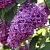 Сирень КАПИТАН ГАСТЕЛЛО в Балашихе