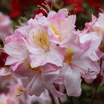 Азалия САТОМИ японская  Азалия САТОМИ японская в Балашихе