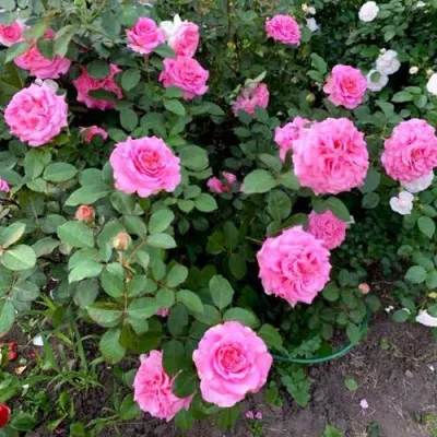 Саженцы роз ЭШЛИ чайно-гибридная — описание сорта Саженцы роз ЭШЛИ чайно-гибридная в Балашихе