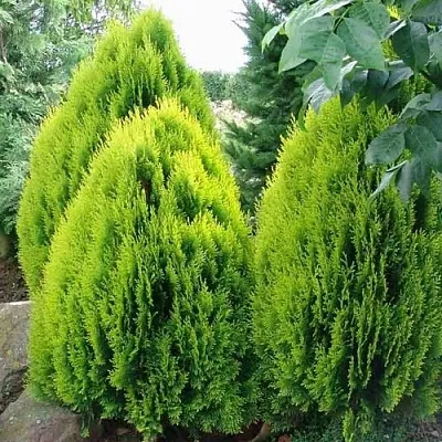 Туя восточная в Балашихе