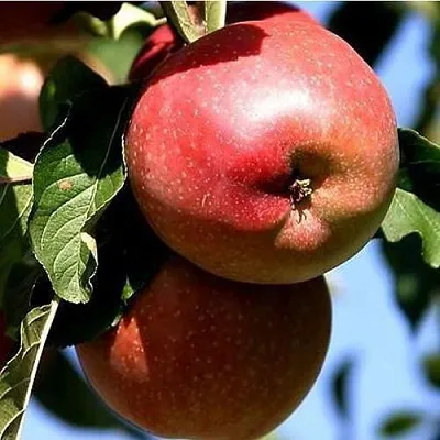 Яблоня АНТЕЙ КИЕВСКИЙ колонновидная  Яблоня АНТЕЙ КИЕВСКИЙ колонновидная в Балашихе