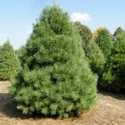 Сосна ВЕЙМУТОВА в Балашихе