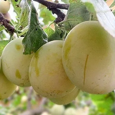 Слива УТРО в Балашихе