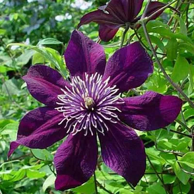 Клематис ПАНТЕР  Клематис ПАНТЕР в Балашихе