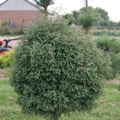 Туя вересковидная в Балашихе