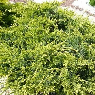 Можжевельник ГОЛД СТАР средний в Балашихе