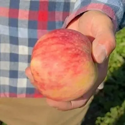 Яблоня ВАСЮГАН колонновидная  Яблоня ВАСЮГАН колонновидная в Балашихе