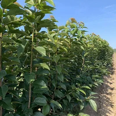 Саженцы оптом в Балашихе