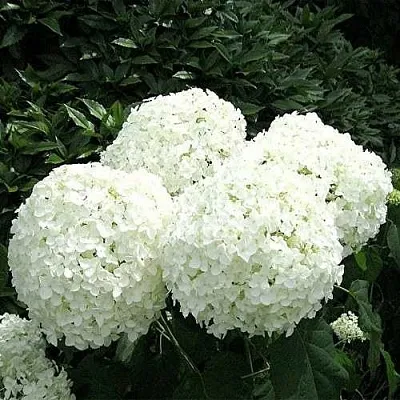 Гортензия АННАБЕЛЬ древовидная  Гортензия АННАБЕЛЬ древовидная в Балашихе