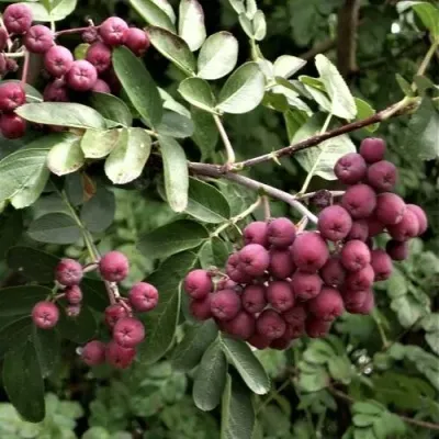 Рябина ДЕСЕРТНАЯ МИЧУРИНА сладкоплодная в Балашихе