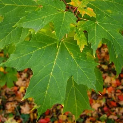 Клен сахарный  Клен сахарный в Балашихе